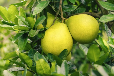 pomelo-bff2
