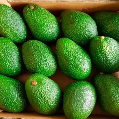 distribuidores-aguacates-2