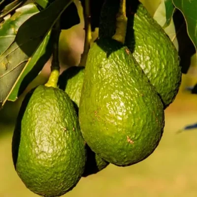 distribuidores-aguacates-3