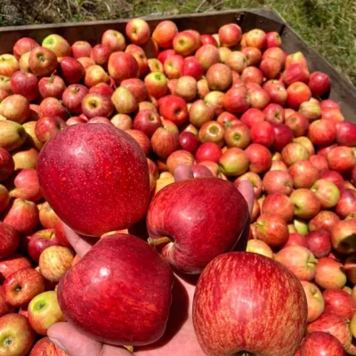 distribuidores-manzanas-1