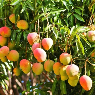 mango (1)