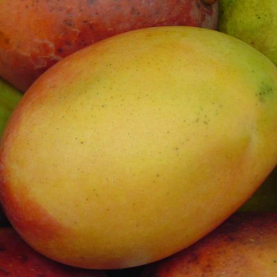 mango2