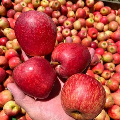mayorista-manzanas-3